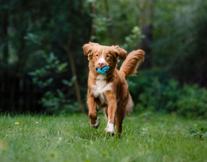 Nova Scotia Retriever este un câine jucăuș și sociabil. Este ușor de abordat și încurajat să se joace, lucru care îi place foarte mult. Jocul de aducere, tragerea, jocuriile de adulmecare și, mai ales, toate activitățile în apă sunt activitățile preferate ale acestor câini.